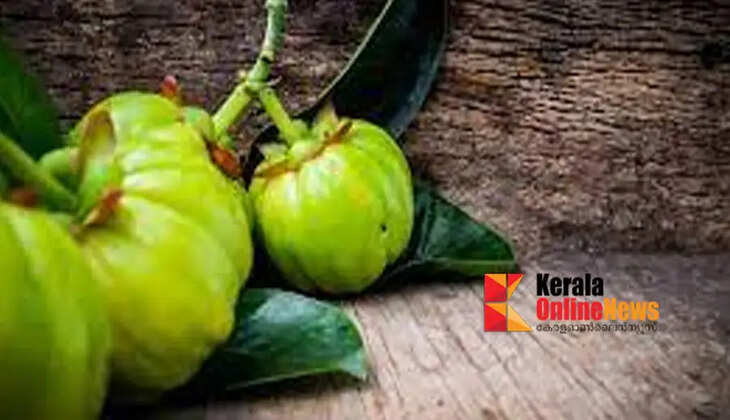  Garcinia cambogia