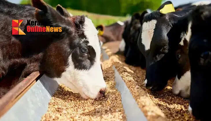 Farmers' union warns of increase in cattle feed prices after milk price hike