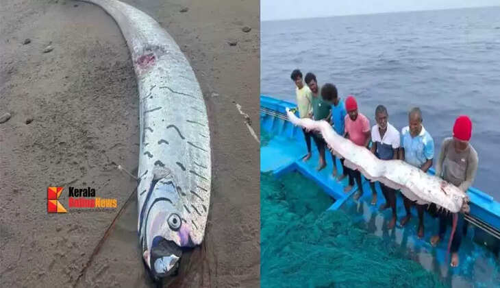 oarfish
