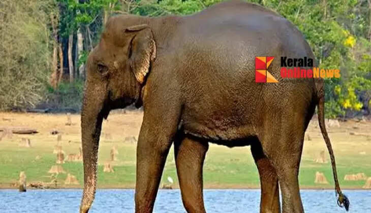 elephant
