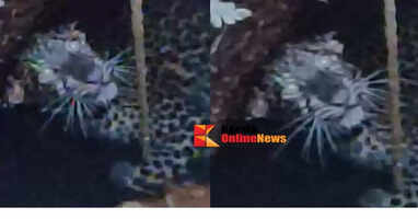 Kanhangad leopard falls into pond Forest Department steps up rescue mission