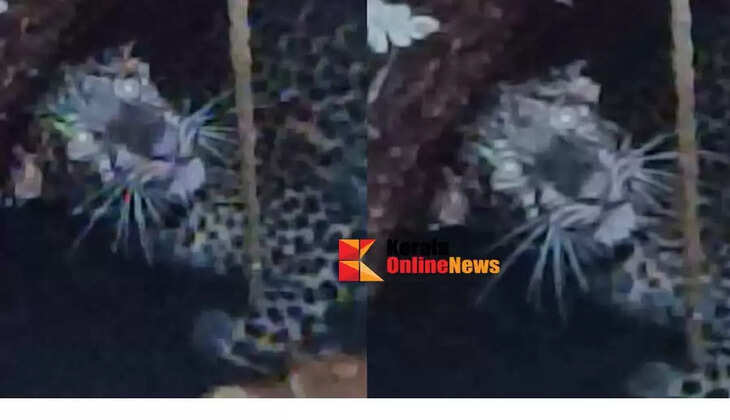 Kanhangad leopard falls into pond Forest Department steps up rescue mission