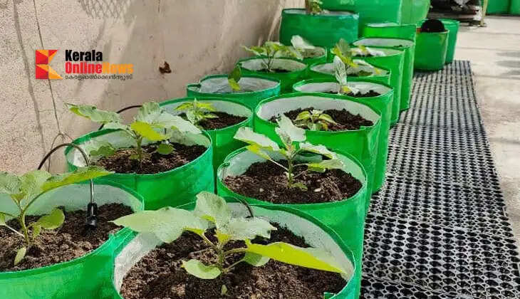 How to do grow bag farming?