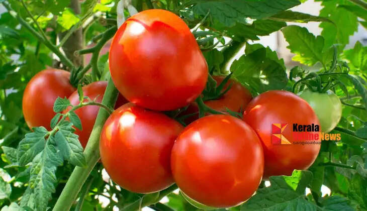 Use this to make tomatoes ripen faster