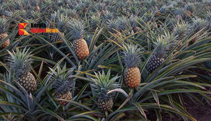 pinapple