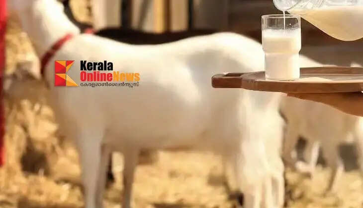 goatmilk