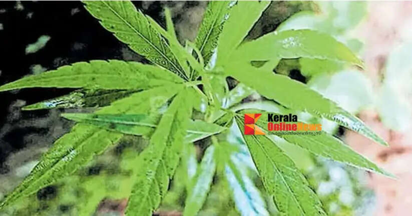 Cannabis plant found during excise inspection in Mattanur city