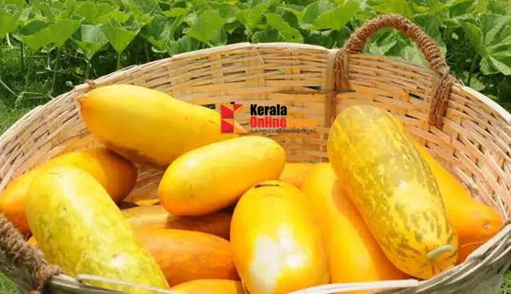 How about cultivating cucumbers for household use?