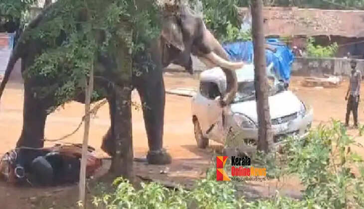 elephant