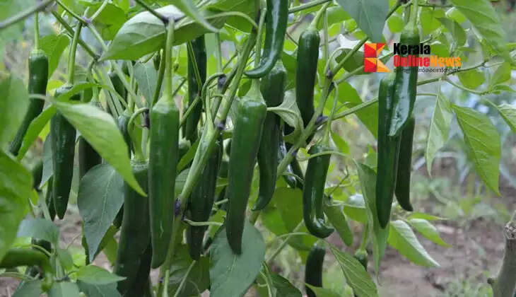green chillies