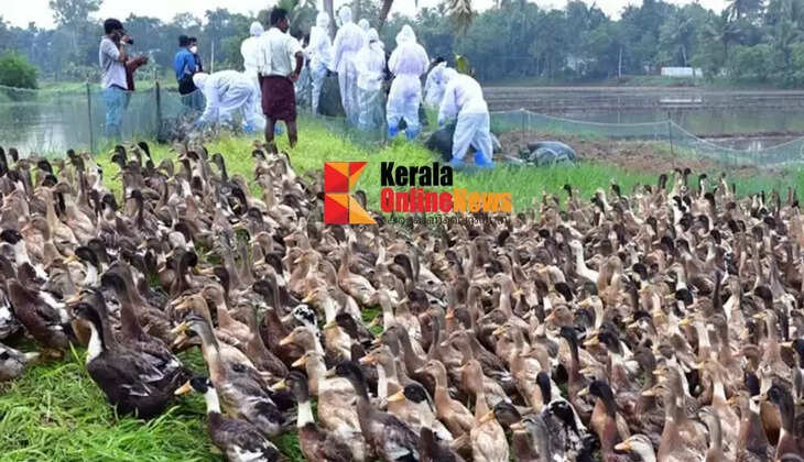 Duck farmers worried about bird flu ban