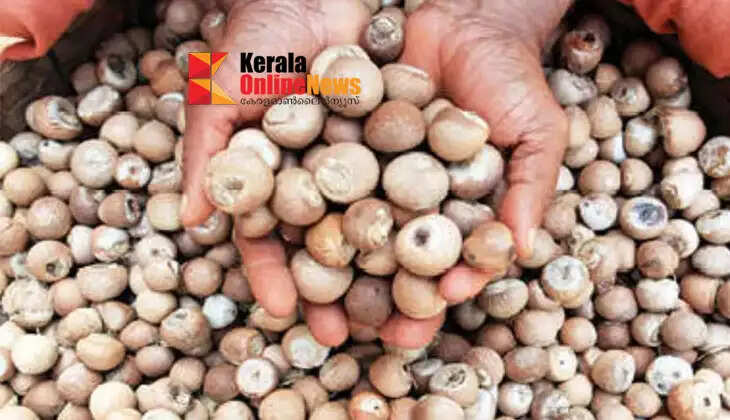 Relief for Kavung farmers: Big improvement in basket price