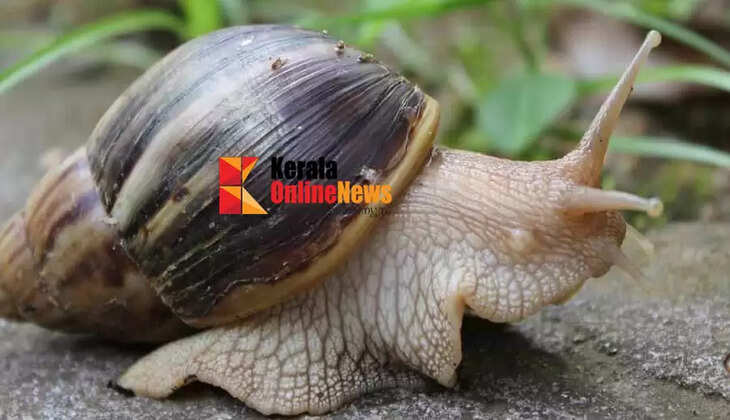 African snail