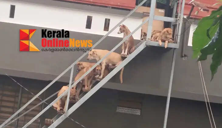 Stray dogs roam the entire compound where Taliparamba Police Station operates; A stray dog ​​bit and destroyed the seat of an officer's scooter