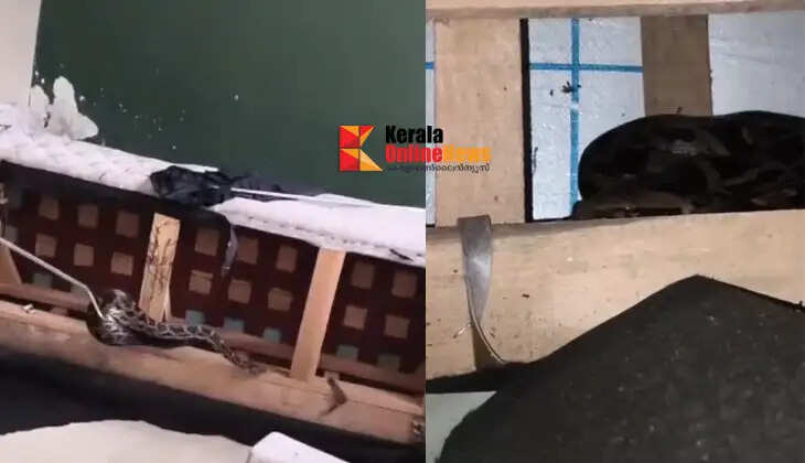 A python that had crawled into a sofa in the sit-out of a house in Taliparamba was captured.