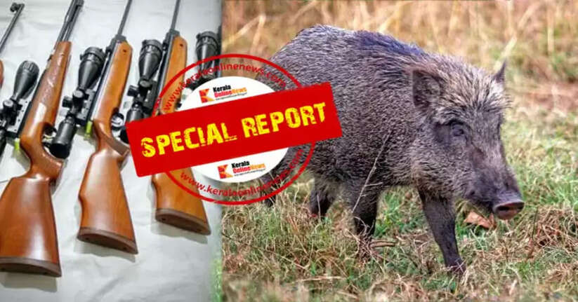 In the hills of Kannur, killing wild boars by setting up electric traps and shooting them and selling them for meat is widespread; mafia gang sells fake guns