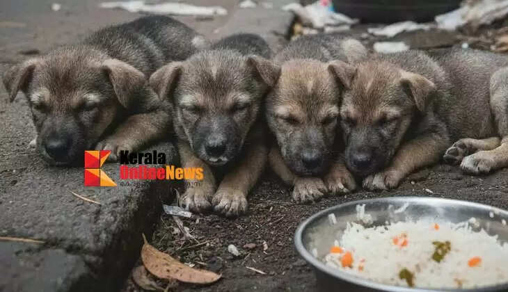 Eyeless cruelty: Four stray dog ​​puppies were poisoned and killed in Thaliparampal