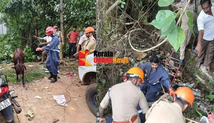 The Fire Force rescued a cow that had fallen into a waste-dumping pond in Taliparamba
