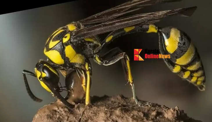 Around 40 people were stung by wasps during a wedding reception in Kannur