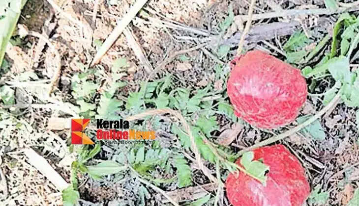 A woman job-seeker was injured when a firecracker exploded in Malapattam.