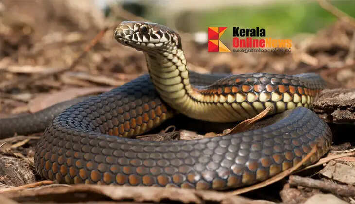 Snakes in homes and yards: Precautions are essential