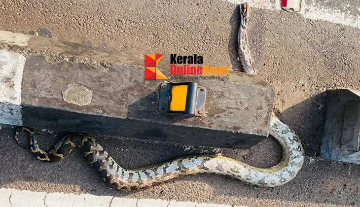 A python was found dead on the road in Kannur