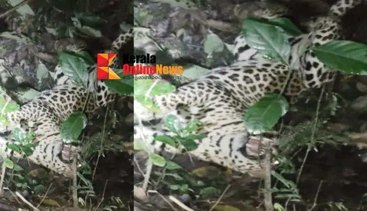 The leopard, which had been tranquilized and caged at Maloor in Kannur, has died.