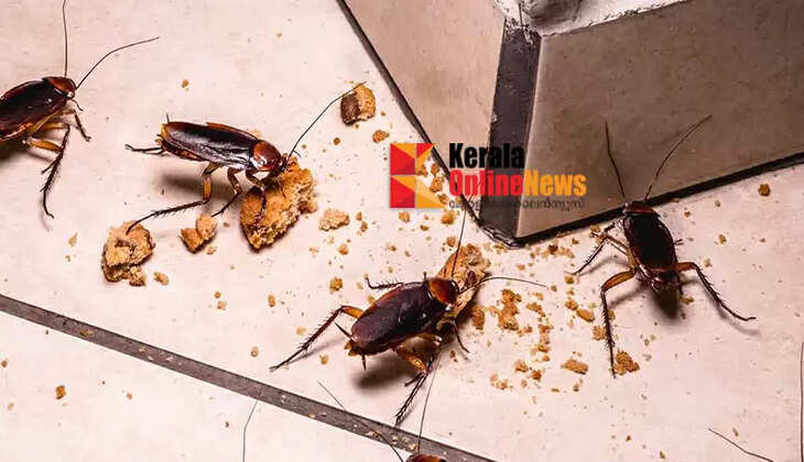 cockroach
