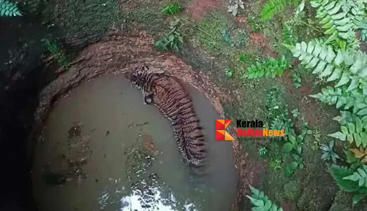 Tiger rescued after falling into well in Pathanamthitta residential area