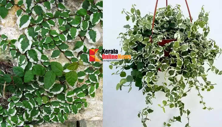Ficus pumila variegated