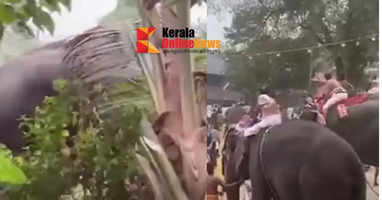 An elephant has fallen in the Aratupuzha temple again