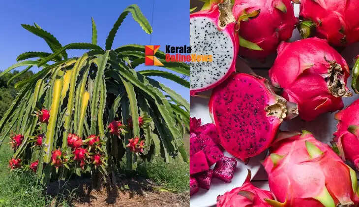 High-yield Dragon Fruit Cultivation: Becoming a Favorite Crop Among Farmers