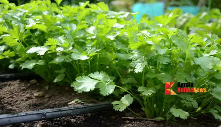 coriander