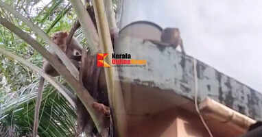 A monkey crossed with the mobile phone of a woodcutter in Thiruvalla