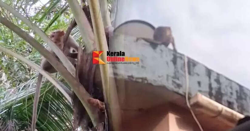 A monkey crossed with the mobile phone of a woodcutter in Thiruvalla