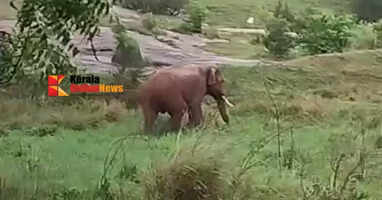 A lone elephant that spread terror in the Kanchikode area of ​​Palakkad was chased into the forest.
