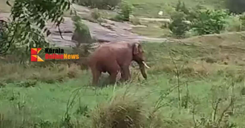 A lone elephant that spread terror in the Kanchikode area of ​​Palakkad was chased into the forest.