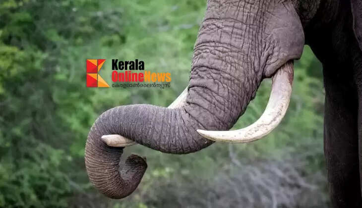 Elephant takes Pappan's life again; kills him with its trunk while bathing him