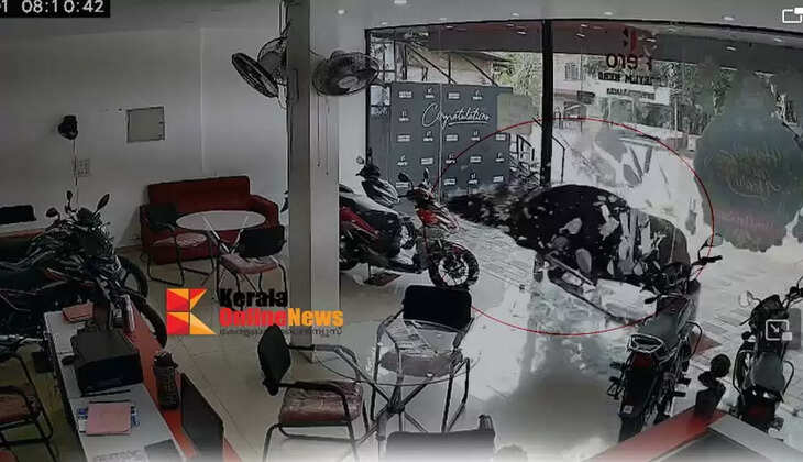 A wild buffalo ran wild in Koothuparamba Kannur and ran into a bike showroom breaking the front window and furniture