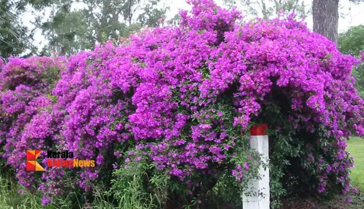bougainvillea 