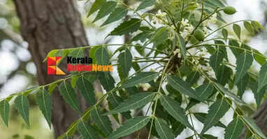 Neem Tree