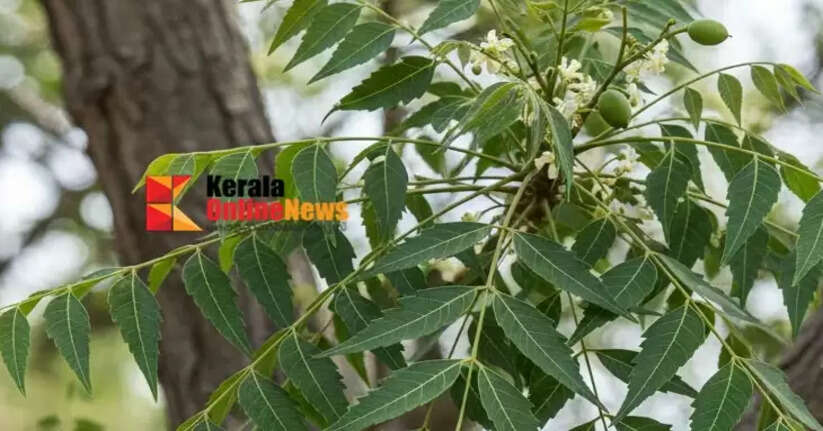 Neem Tree