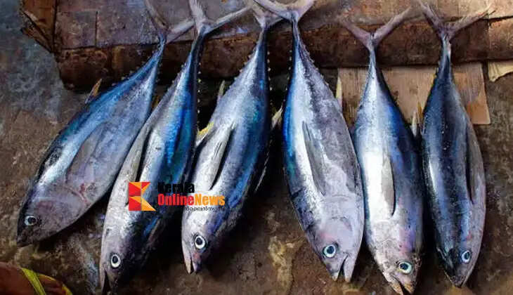 CMFRI states that tuna caught in the Indian Ocean region is completely safe
