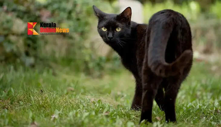 cat superstition