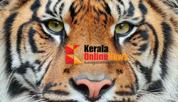 An unidentified animal bitten and killed a calf in Sreekantapuram, Kannur; Footprints confirmed to be those of a tiger, alert issued in the area