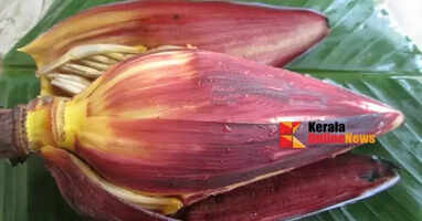 Will the banana tree still be ignored?