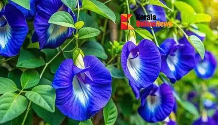 You can grow Goddess Durga's favorite flower in your home.