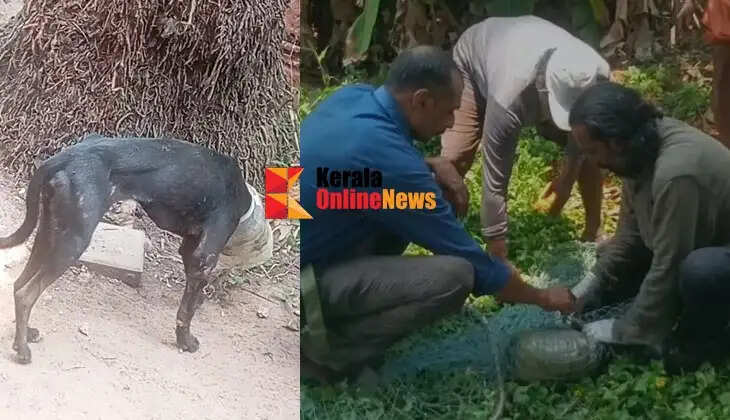 Mark activists rescue a stray dog ​​whose head got stuck in a plastic bottle in Vengara, Pazhangadi