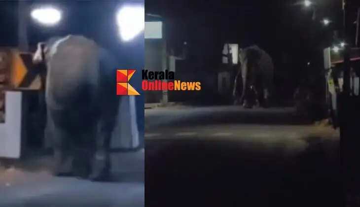 An elephant that ran wild in Kannadiparam caused panic and was tamed after hours of effort.