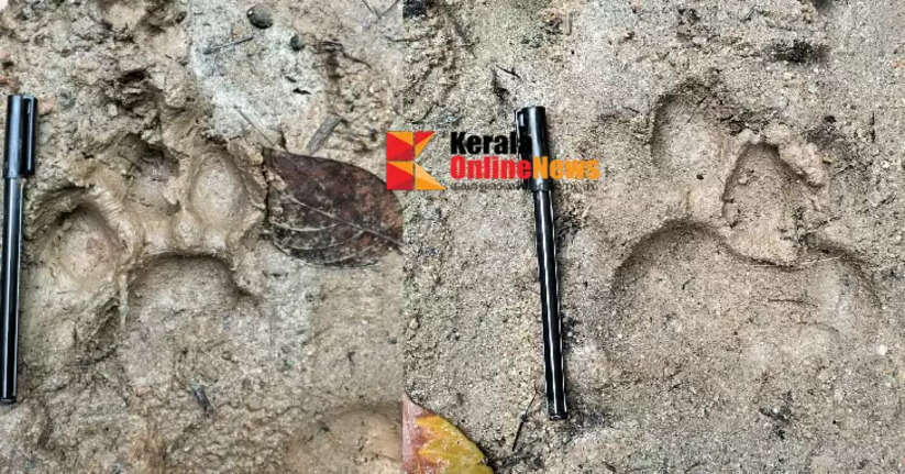 Footprints of a man-eating tiger found in Kalikavu, Malappuram